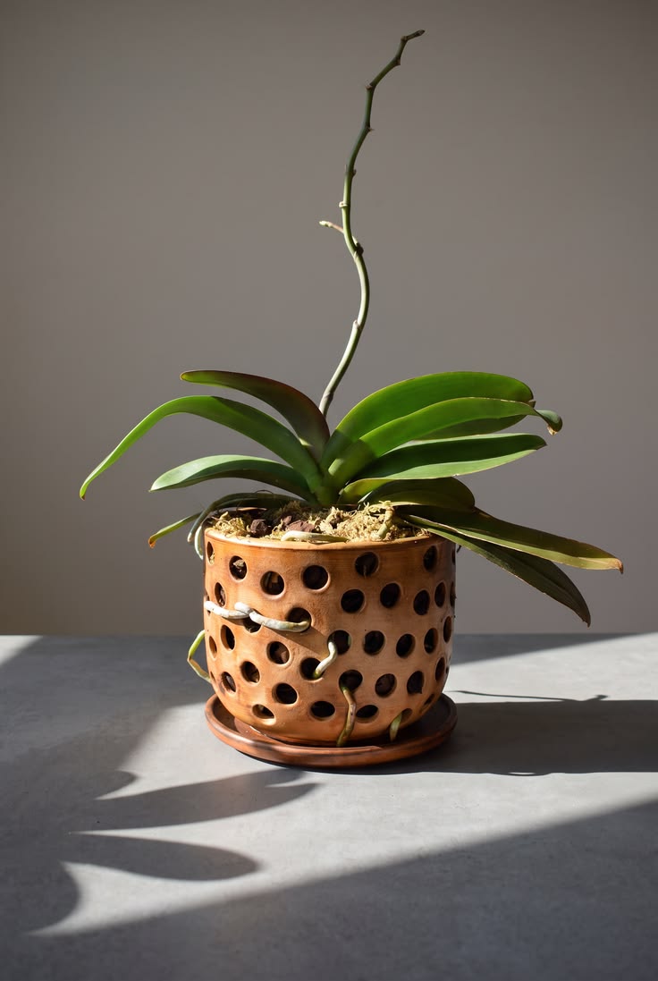 Lamplight Orchid Pot