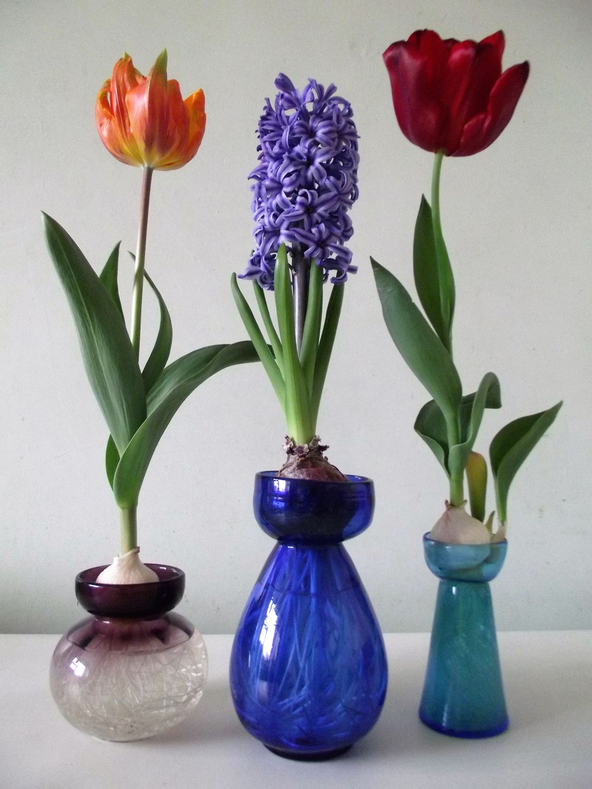 Nightfall Bulb Forcer